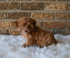 F1BB Morkipoo For Sale Holmesville OH Male-Leo