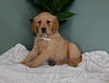 AKC Registered Golden Retriever For Sale Applecreek OH Male-Chase