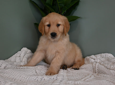 AKC Registered Golden Retriever For Sale Applecreek OH Male-Jack