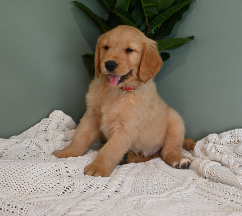 AKC Registered Golden Retriever For Sale Applecreek OH Male-Roscoe