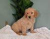 AKC Registered Golden Retriever For Sale Applecreek OH Male-Roscoe
