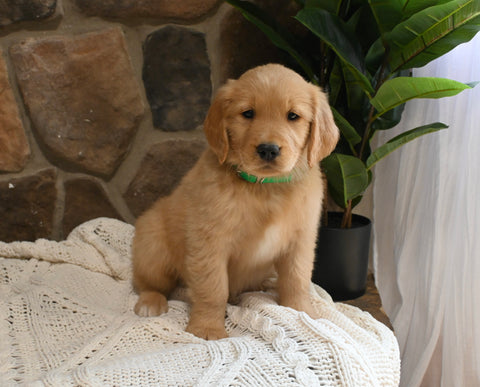 AKC Registered Golden Retriever For Sale Applecreek OH Male-Bo