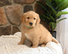 AKC Registered Golden Retriever For Sale Applecreek OH Male-Bo