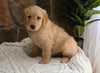 AKC Registered Golden Retriever For Sale Applecreek OH Male-Rocky