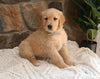 AKC Registered Golden Retriever For Sale Applecreek OH Male-Rocky