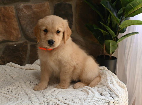 AKC Registered Golden Retriever For Sale Applecreek OH Male-Spike