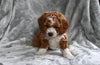 F1B Cavapoo For Sale Millersburg OH Female-Callie