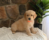 AKC Registered Golden Retriever For Sale Applecreek OH Male-Spike