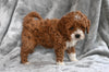 F1B Cavapoo For Sale Millersburg OH Female-Caylie
