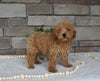 AKC Registered Mini Poodle For Sale Holmesville OH Female-Muffin