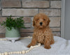 AKC Registered Mini Poodle For Sale Holmesville OH Female-Muffin