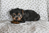 Yorkie For Sale Baltic OH Male-Oliver