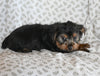 Yorkie For Sale Baltic OH Male-Oliver