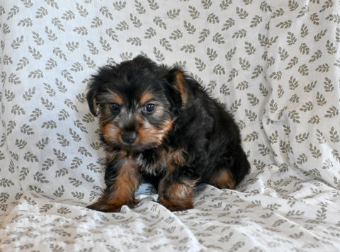 Yorkie For Sale Baltic OH Male-Oliver