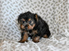 Yorkie For Sale Baltic OH Male-Oliver