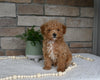AKC Registered Mini Poodle For Sale Holmesville OH Male-Murphy