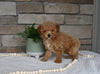 AKC Registered Mini Poodle For Sale Holmesville OH Male-Murphy