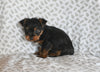 Yorkie For Sale Baltic OH Male Oscar