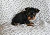 Yorkie For Sale Baltic OH Male Oscar