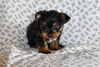 Yorkie For Sale Baltic OH Male Oscar