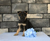 AKC Registered German Shepherd For Sale Millersburg OH Male-Bronco