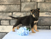 AKC Registered German Shepherd For Sale Millersburg OH Male-Bronco