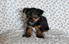 Yorkie for Sale Baltic Ohio Male Omar
