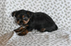 Yorkie for Sale Baltic Ohio Male Omar