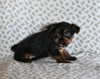 Yorkie for Sale Baltic Ohio Male Omar
