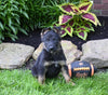 AKC Registered German Shepherd For Sale Millersburg OH Male-Baxter
