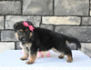 AKC Registered German Shepherd For Sale Millersburg OH Female-Makayah