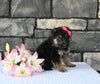 AKC Registered German Shepherd For Sale Millersburg OH Female-Makayah