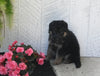 AKC Registered German Shepherd For Sale Millersburg OH Female-Melissa