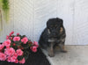 AKC Registered German Shepherd For Sale Millersburg OH Female-Melissa