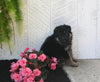 AKC Registered German Shepherd For Sale Millersburg OH Female-Melissa