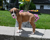 AKC Registered Boxer For Sale Fredericksburg OH Male-Randy