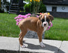 AKC Registered Boxer For Sale Fredericksburg OH Male-Randy