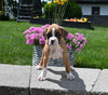 AKC Registered Boxer For Sale Fredericksburg OH Male-Randy