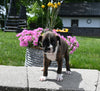 AKC Registered Boxer For Sale Fredericksburg OH Female-Roxie