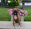 AKC Registered Boxer For Sale Fredericksburg OH Female-Reba