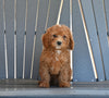 Mini F1B Goldendoodle For Sale Millersburg OH Male-Cooper