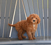 Mini F1B Goldendoodle For Sale Millersburg OH Male-Cooper