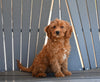 Mini F1B Goldendoodle For Sale Millersburg OH Female-Kellie