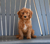 Mini F1B Goldendoodle For Sale Millersburg OH Female-Kellie