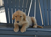 AKC Registered Golden Retriever For Sale Millersburg OH Male-Ike