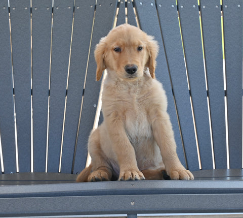 AKC Registered Golden Retriever For Sale Millersburg OH Male-Ike