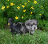 Yorkiepoo For Sale Millersburg OH Female-Mariah