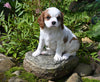 Cavalier KCS For Sale Millersburg OH Female-Lily