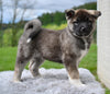 AKC Akita For Sale Millersburg OH Male-Daffy