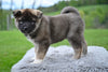AKC Akita For Sale Millersburg OH Male-Daffy